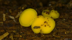 Calycina claroflava