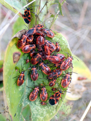 Tropidothorax leucopterus