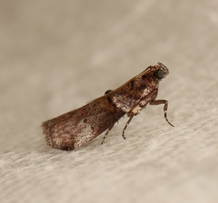 Conobathra hemichlaena