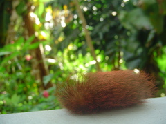 Megalopyginae