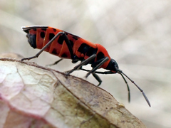 Tropidothorax leucopterus