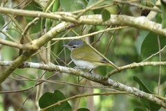 Vireo chivi
