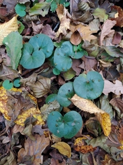 Puccinia asarina