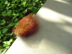 Megalopyginae