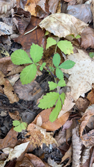 Agrimonia gryposepala