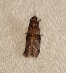 Conobathra hemichlaena