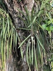 Aechmea distichantha