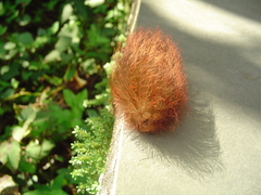 Megalopyginae