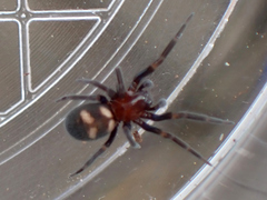 Titanoeca quadriguttata