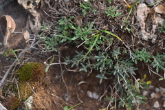 Teucrium montanum