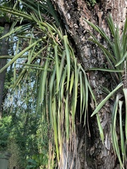 Aechmea distichantha