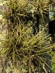 Tillandsia recurvata