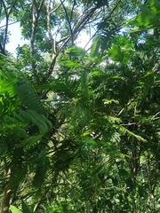 Pentaclethra macroloba