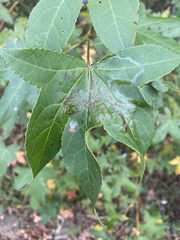 Phyllocnistis liquidambarisella