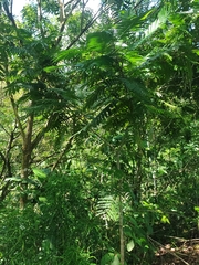 Pentaclethra macroloba