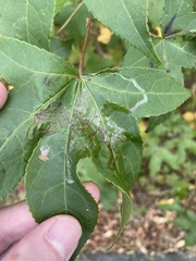 Phyllocnistis liquidambarisella