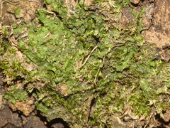 Marchantiophyta