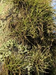 Tillandsia recurvata