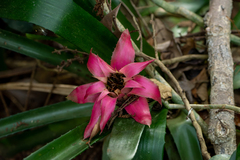 Canistrum cyathiforme