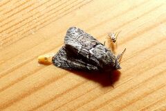 Cryphia fraudatricula