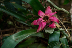 Canistrum cyathiforme