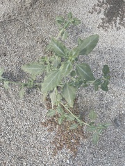 Dicoria canescens