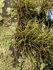 Tillandsia recurvata