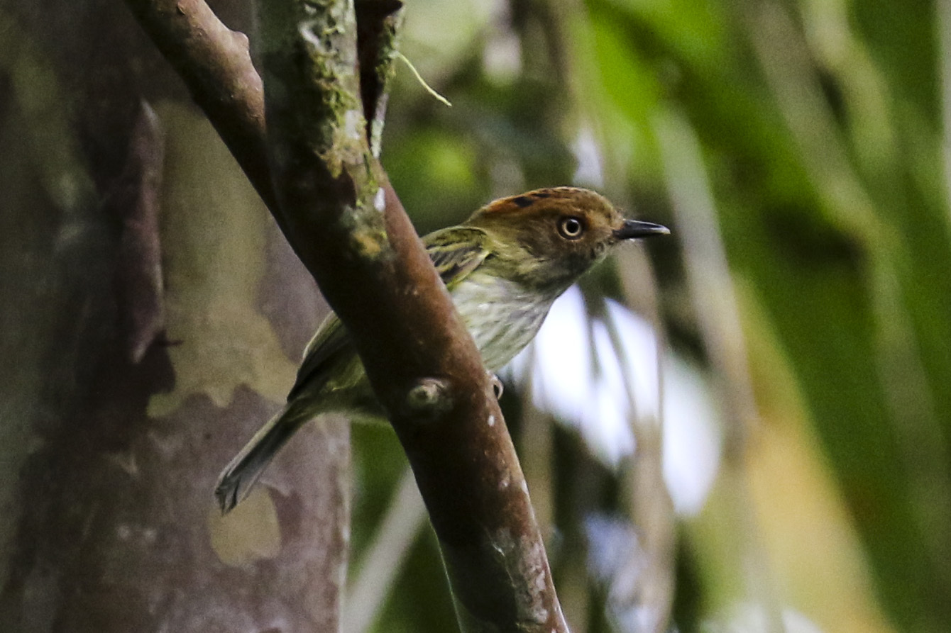 Scale-crested Pygmy-tyrant