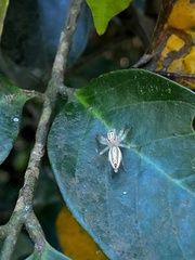 Chira