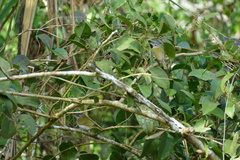 Vireo chivi
