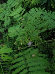 Mimosa quadrivalvis