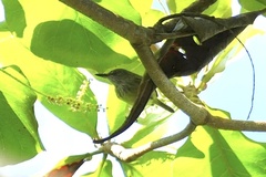 Todirostrum maculatum