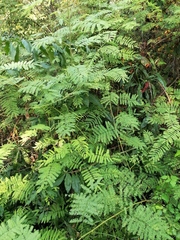Mimosa quadrivalvis
