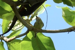 Todirostrum maculatum