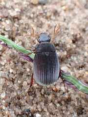 Maladera holosericea