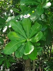 Anacardium excelsum