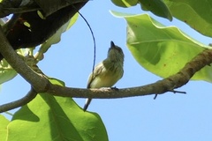 Todirostrum maculatum