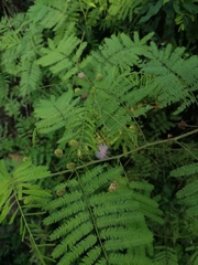 Mimosa quadrivalvis