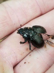 Geotrupes splendidus