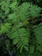 Mimosa quadrivalvis