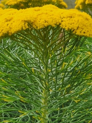 Hymenolepis