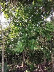 Anacardium excelsum
