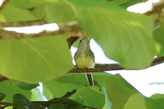 Todirostrum maculatum