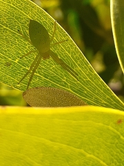 Araneus talipedatus