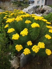 Hymenolepis
