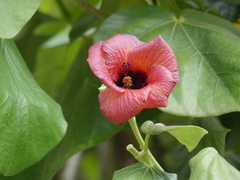 Hibiscus elatus
