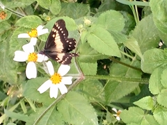 Catasticta nimbice