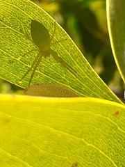 Araneus talipedatus