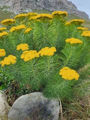 Hymenolepis