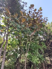 Miconia argentea